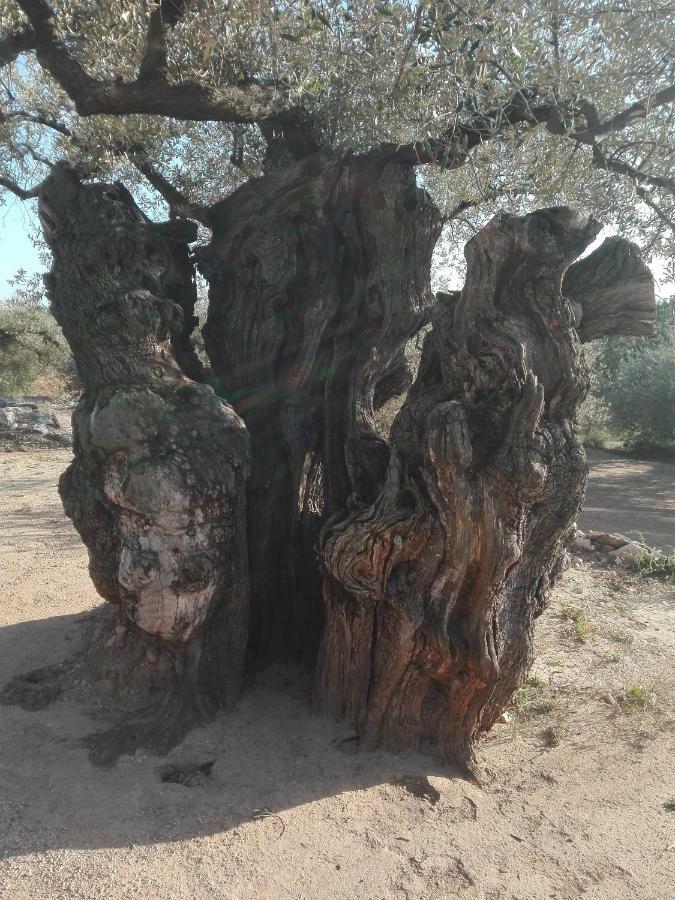 La Mallada Sant Jordi Exterior foto
